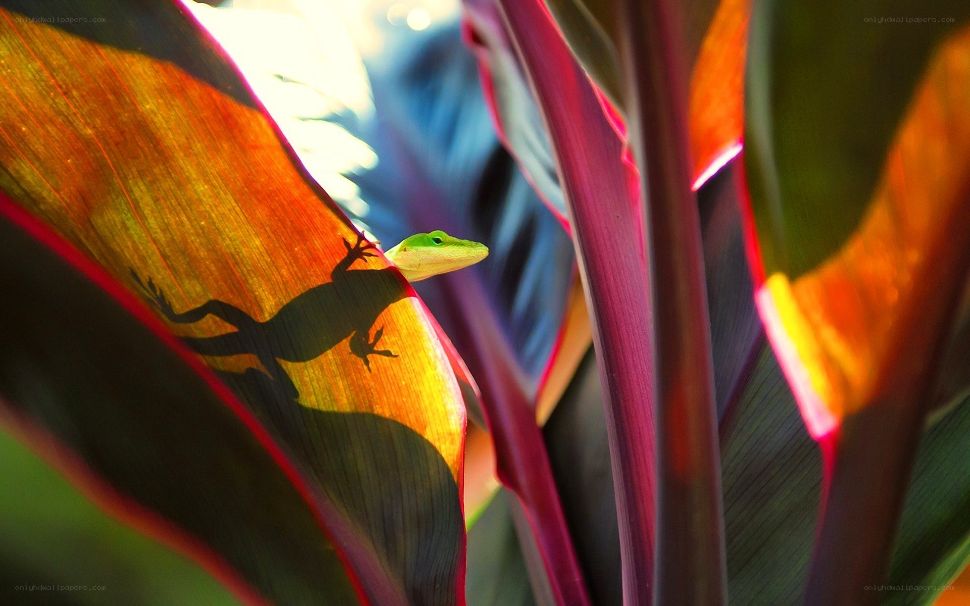 Green lizard on colorful leaf