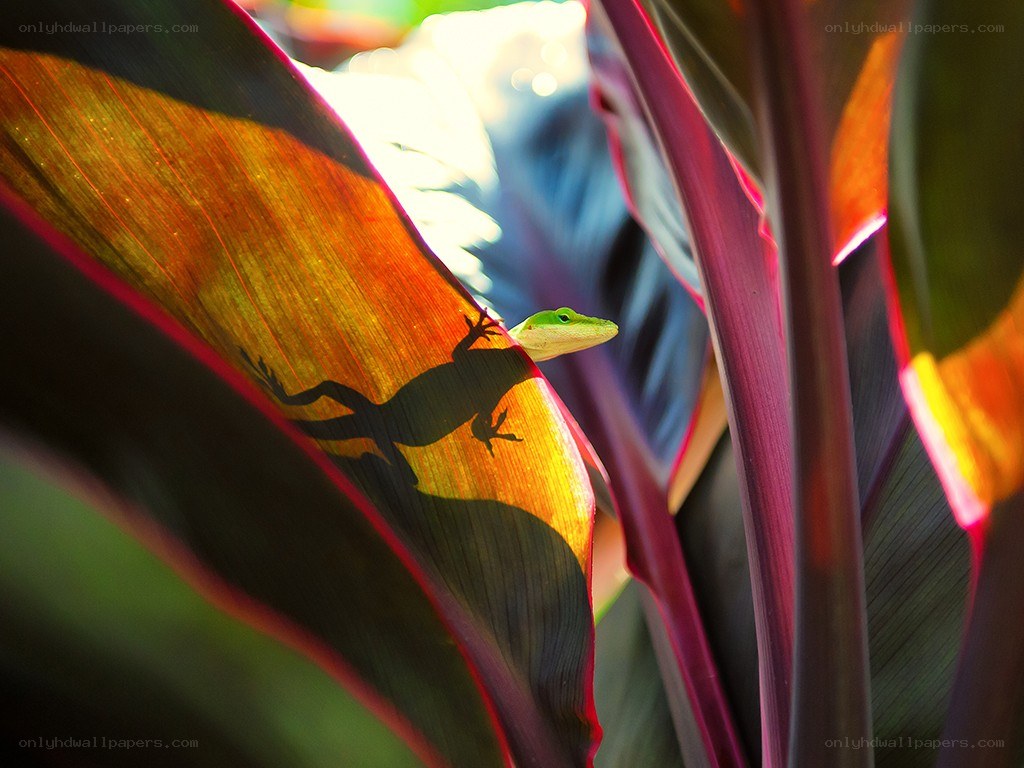 Green lizard on colorful leaf