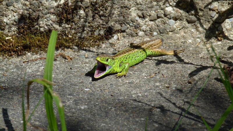 Green Lizard on Concrete