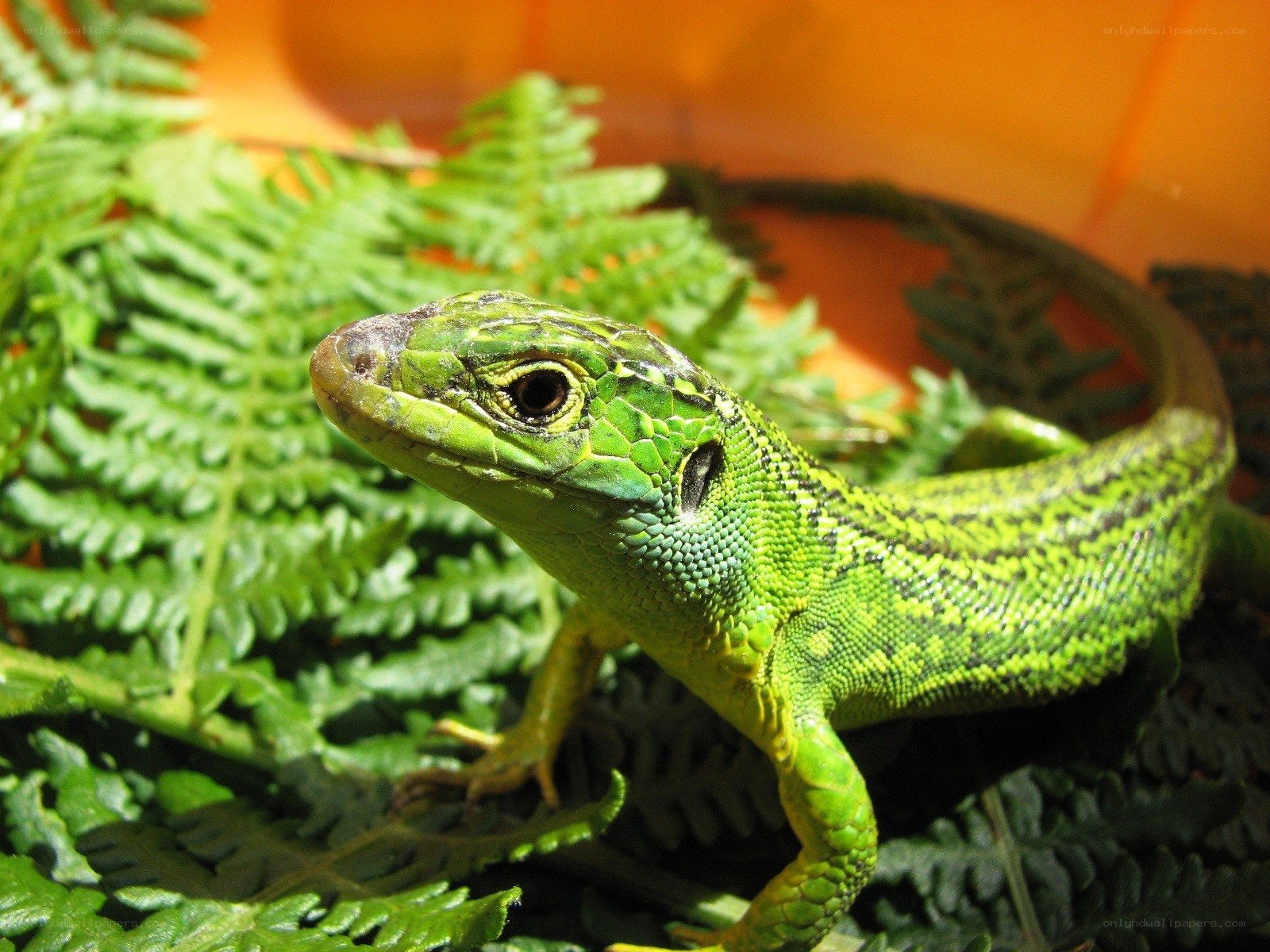 green lizard on fern leaves