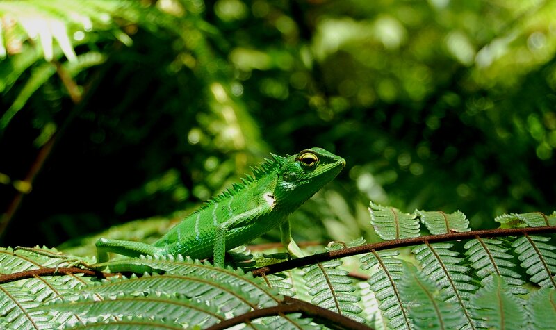 Green Lizard on Fern