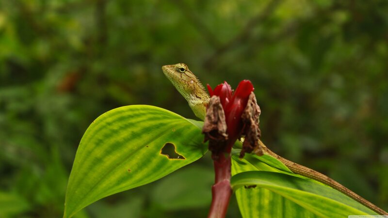Green Lizard on Flower