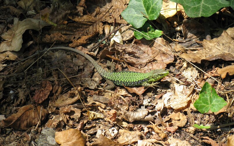 green lizard on forest floor
