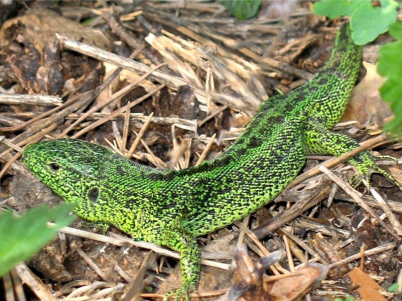 Green Lizard on Forest Floor — Natural