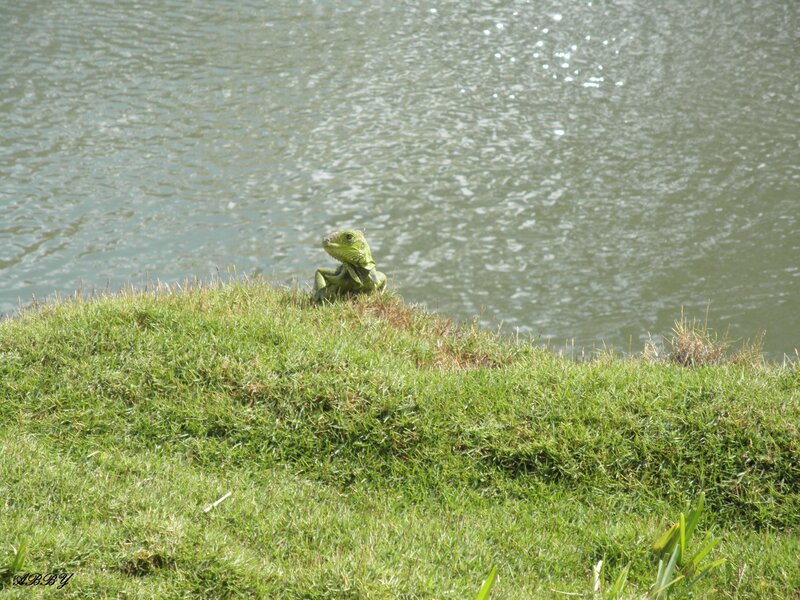 Green Lizard on Grass