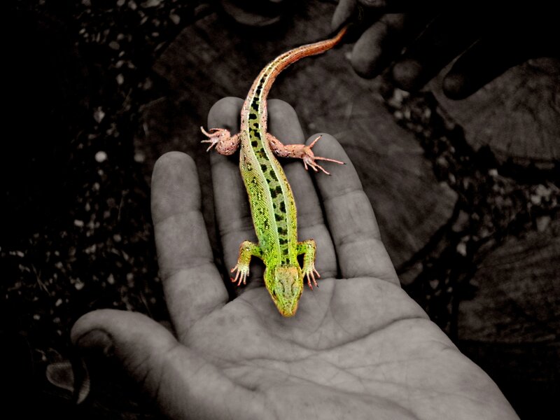 Green Lizard on Hand
