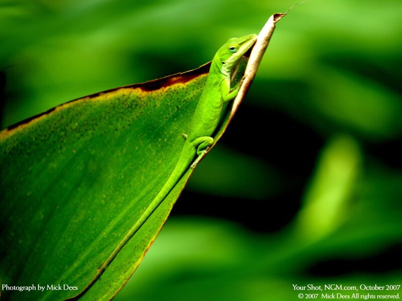 Green lizard on leaf