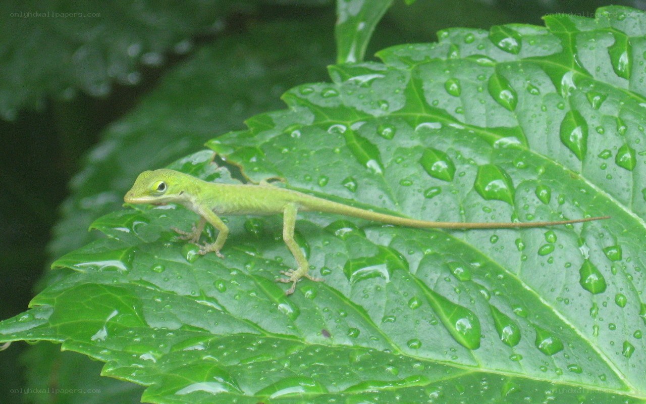 green lizard on leaf