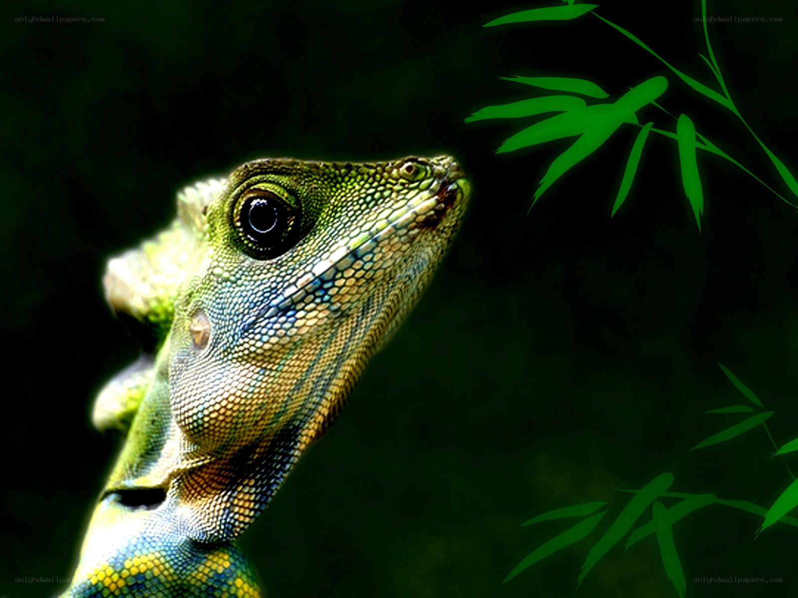 green lizard on leaf