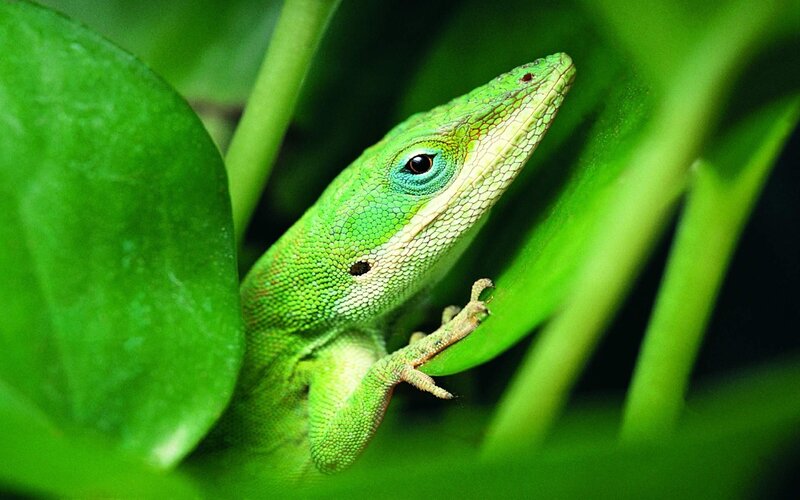 green lizard on leaf