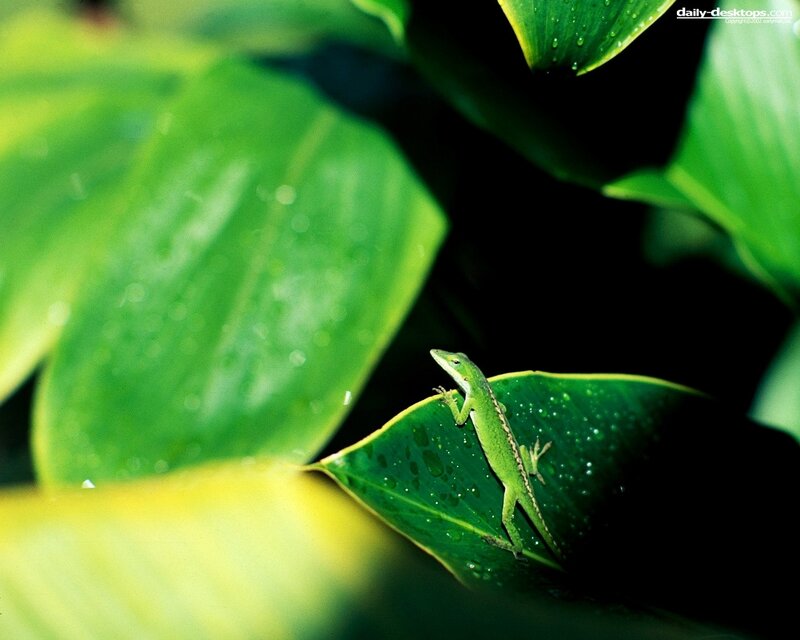 green lizard on leaf