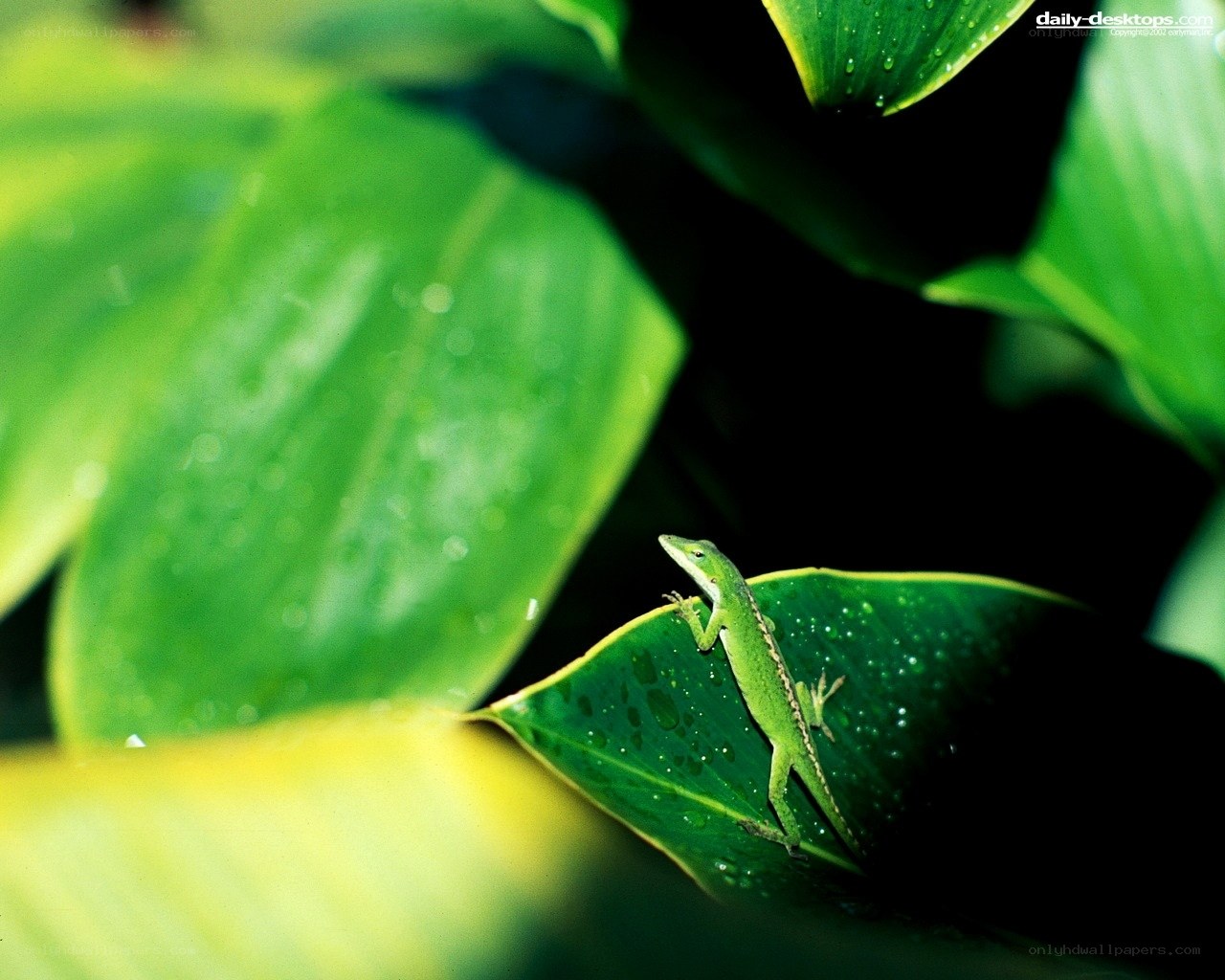 green lizard on leaf
