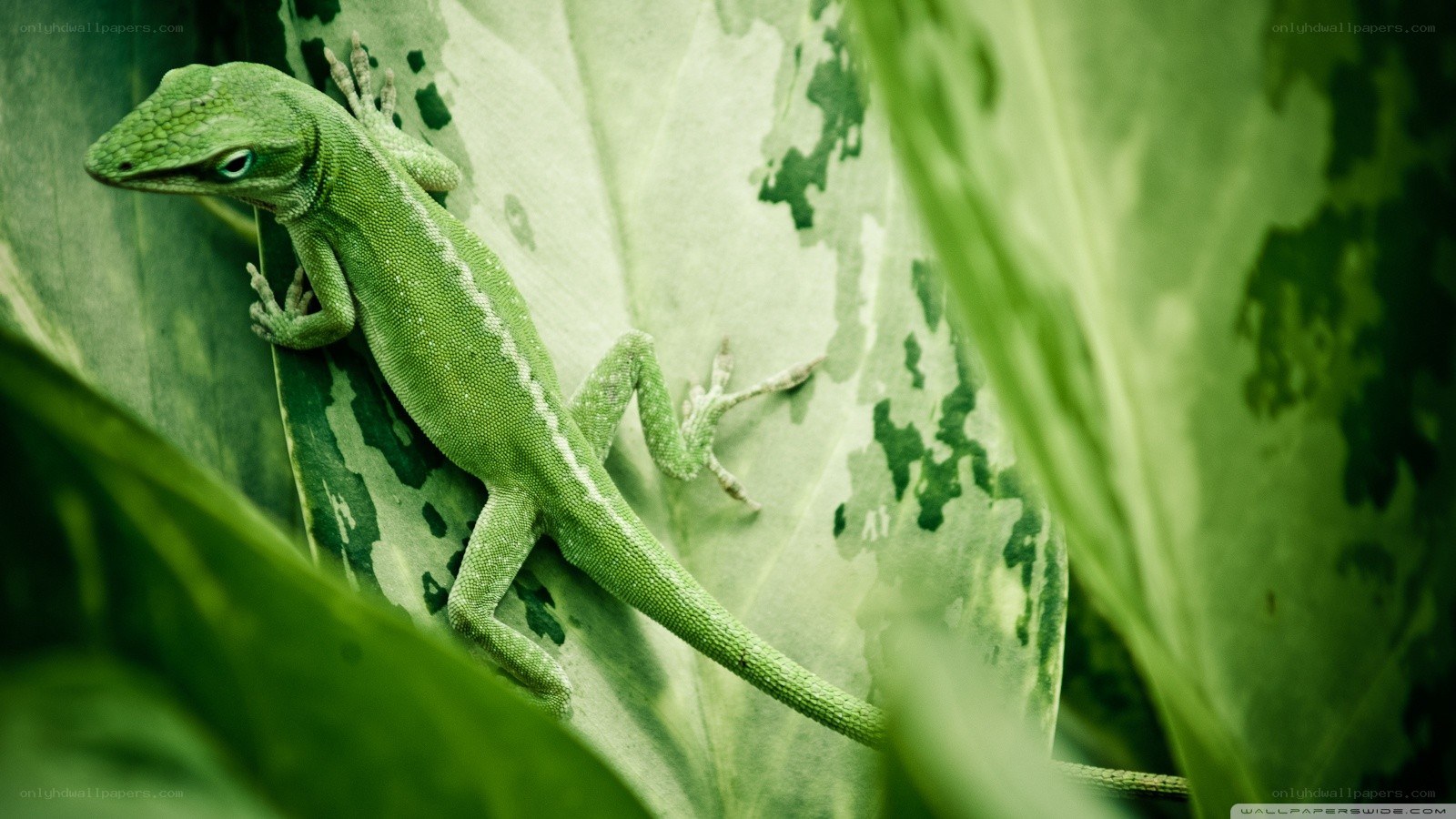 green lizard on leaf