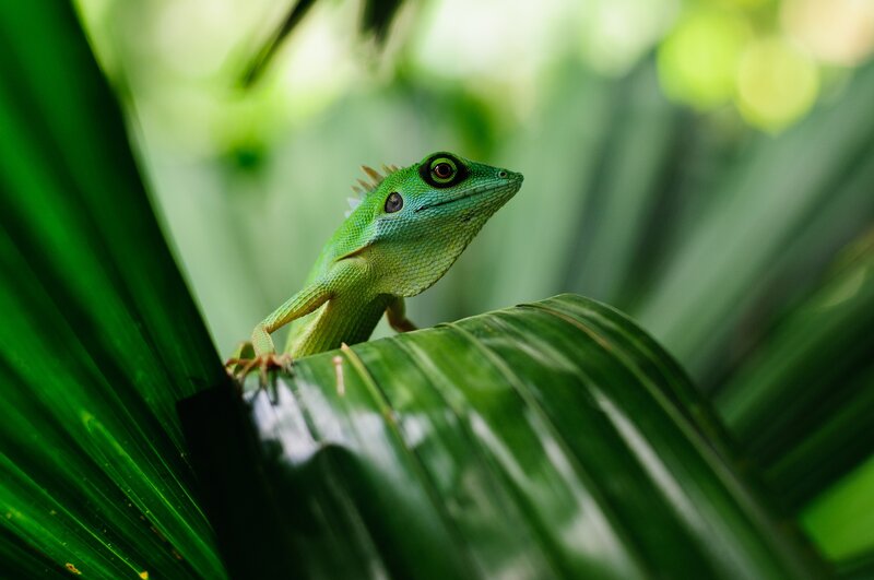 Green Lizard on Leaf — Calm, Afternoon, Photograph