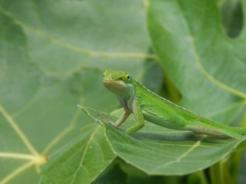 Green Lizard on Leaf — Calm, Afternoon