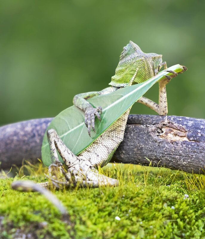 Green Lizard on Leaf — Calm, Photograph, Branch