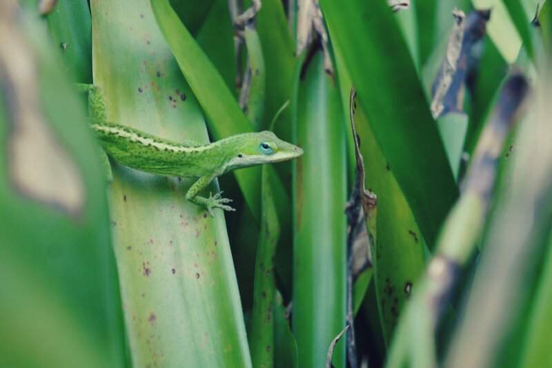 Green Lizard on Leaf — Calm, Photograph, Plant