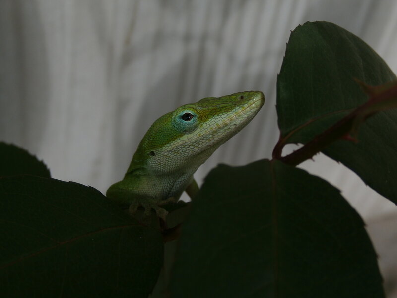 Green Lizard on Leaf — Calm, Photograph