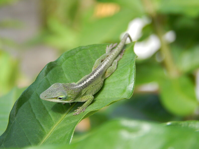 Green Lizard on Leaf — Calm