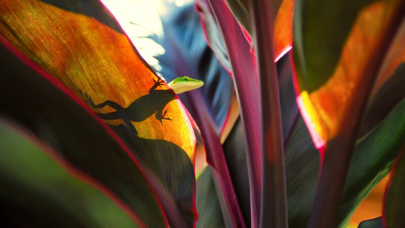 Green Lizard on Leaf — Dramatic, Afternoon