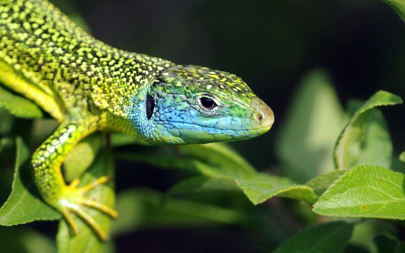 Green Lizard on Leaf — Natural, Afternoon