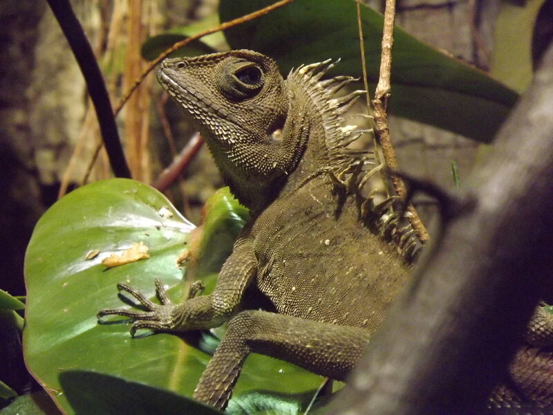 Green Lizard on Leaf — Natural, Photograph