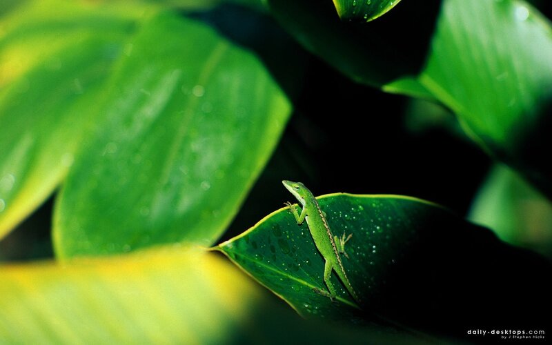 Green Lizard on Leaf — Natural, Photograph, Water Droplets, Black