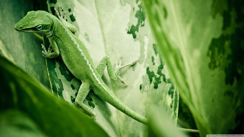 Green Lizard on Leaf — Natural, Photograph, White