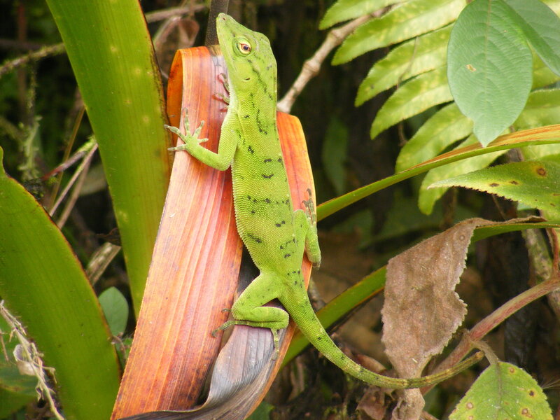 Green Lizard on Leaf — Natural