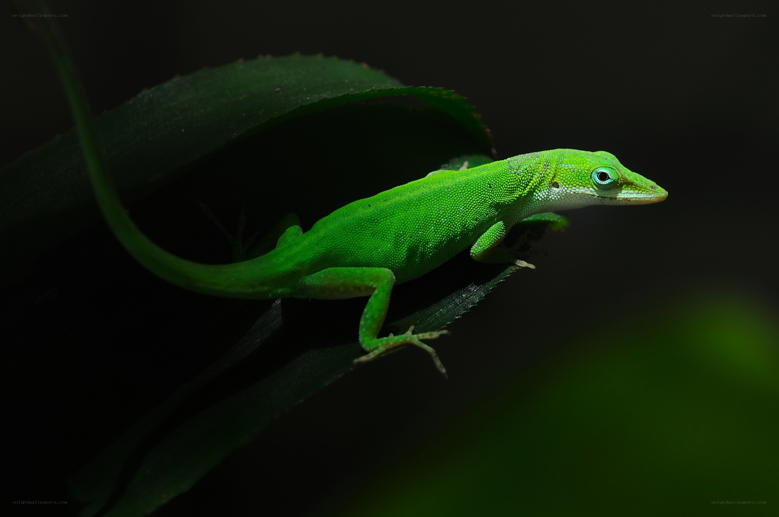 Green lizard on leaf