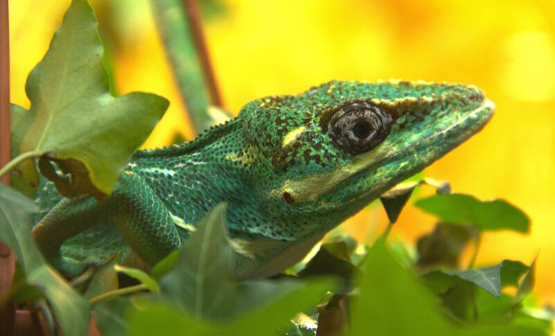 Green Lizard on Leaves