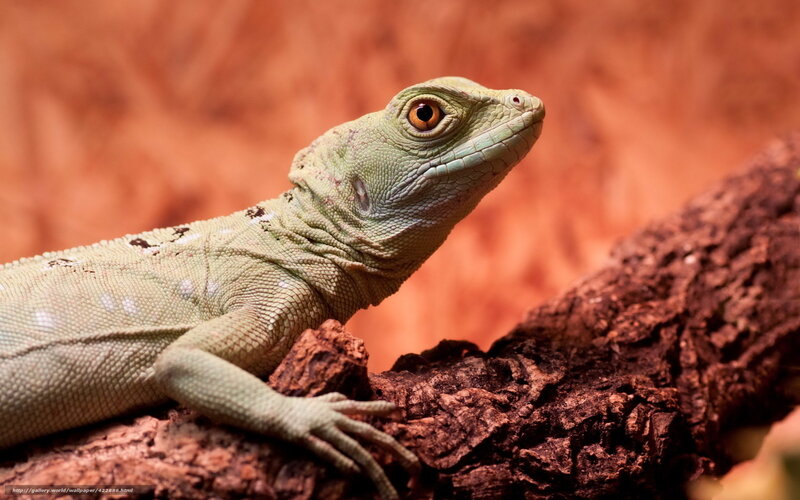 Green Lizard on Log — Calm, Photograph, Rock, Background