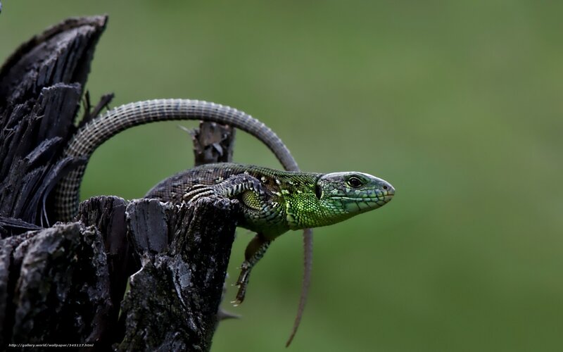 Green Lizard on Log — Calm, Photograph, Tail
