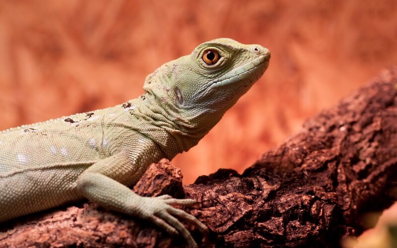 Green Lizard on Log — Calm, Photograph