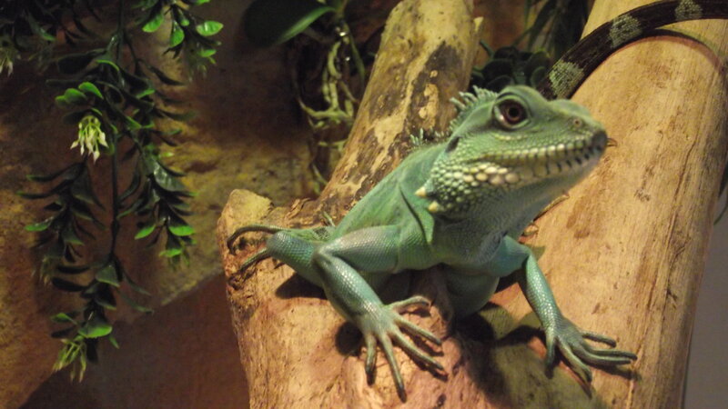 Green Lizard on Log — Calm
