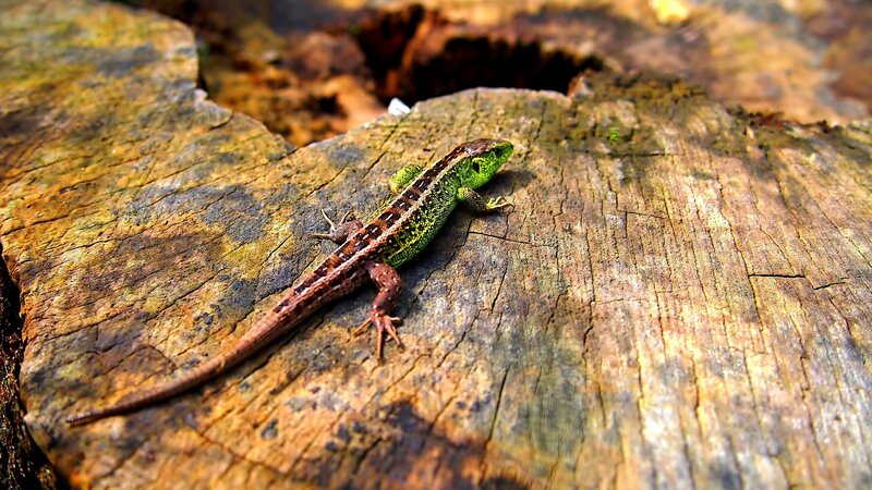 Green Lizard on Log — Natural, Afternoon