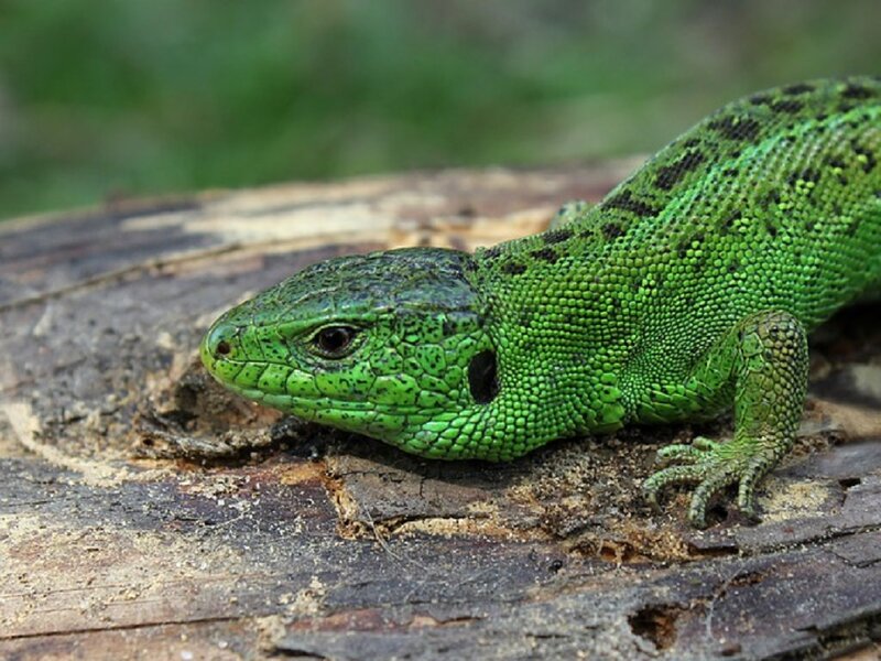 Green Lizard on Log — Natural