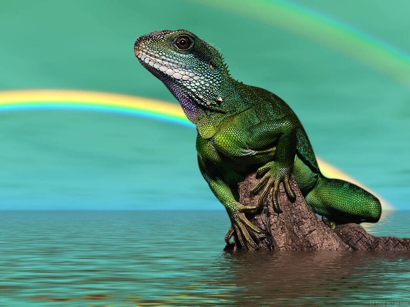 Green Lizard on Log — Serene