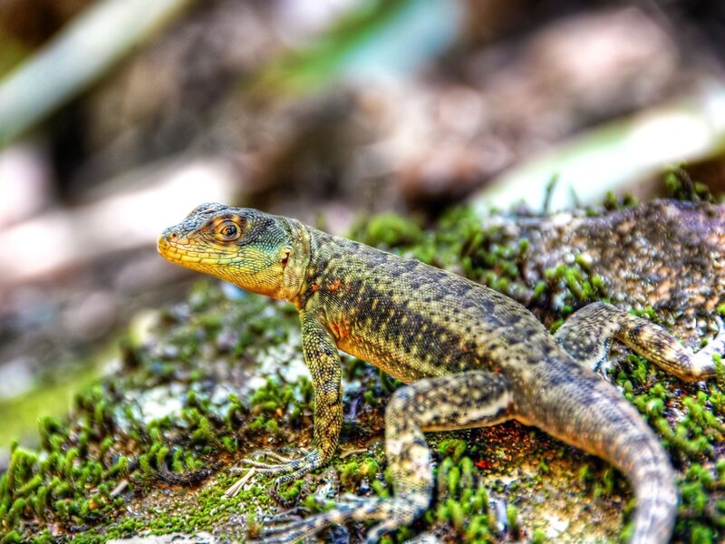 Green Lizard on Moss