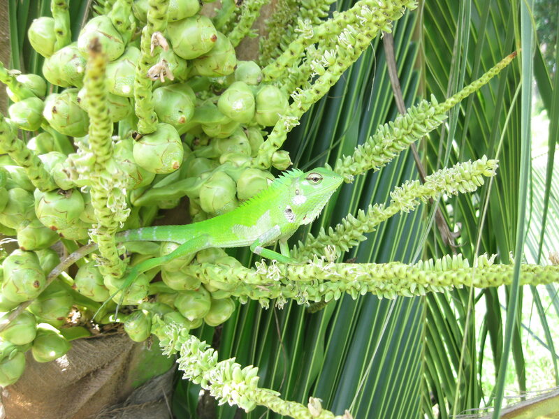 Green Lizard on Palm