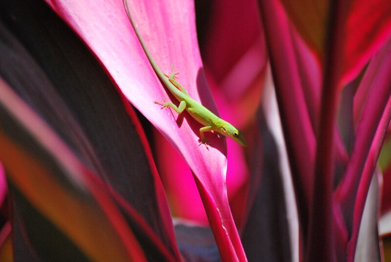 Green lizard on pink leaf