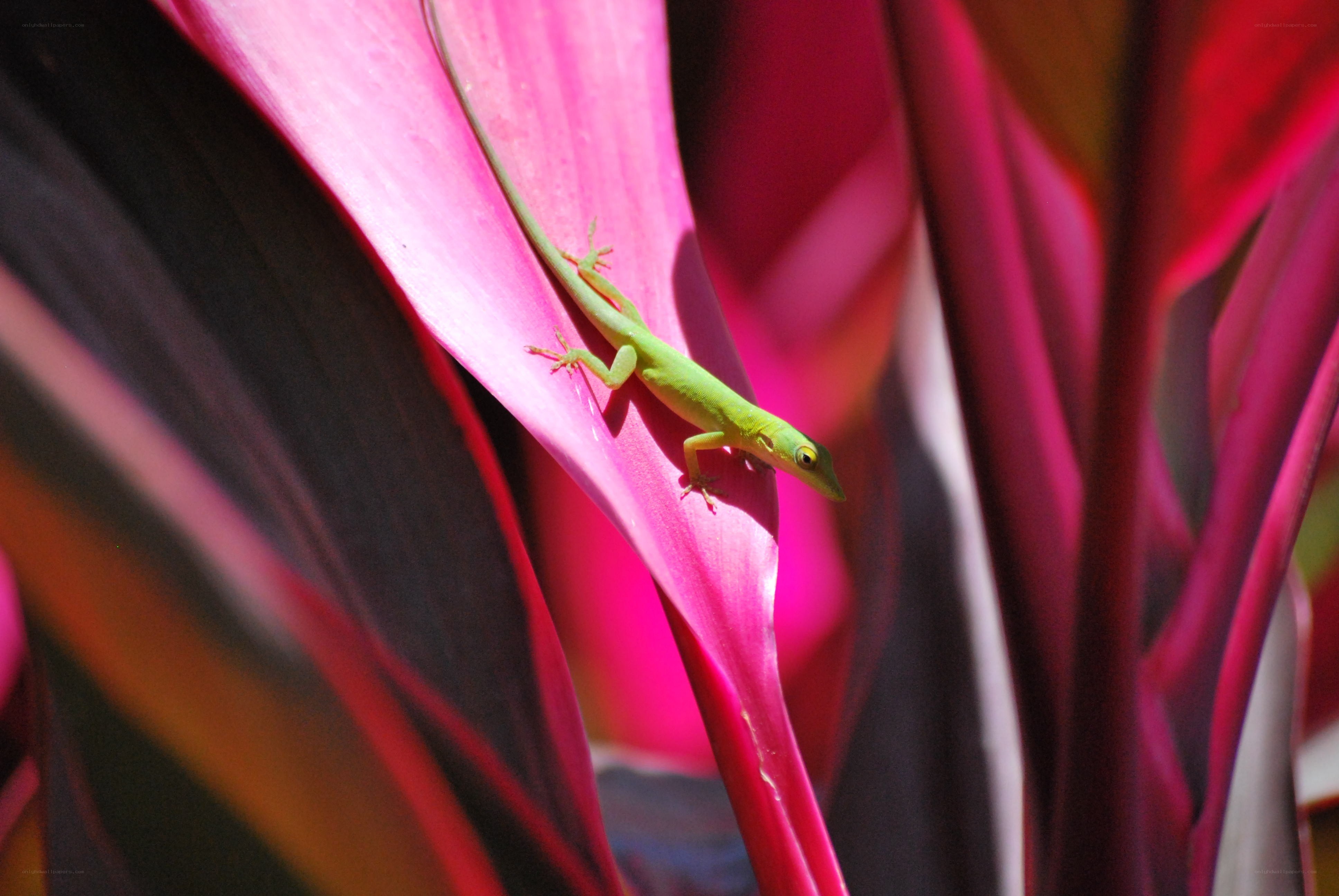 Green lizard on pink leaf