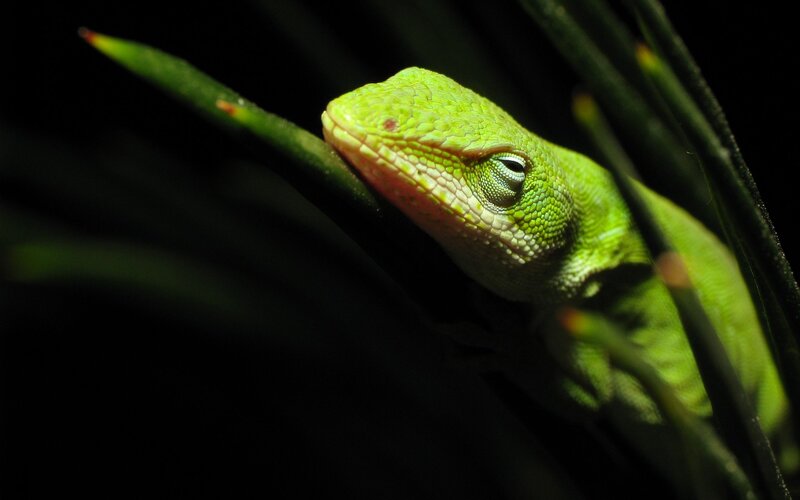 Green Lizard on Plant