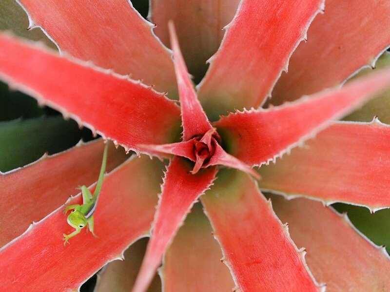 Green Lizard on Red Plant