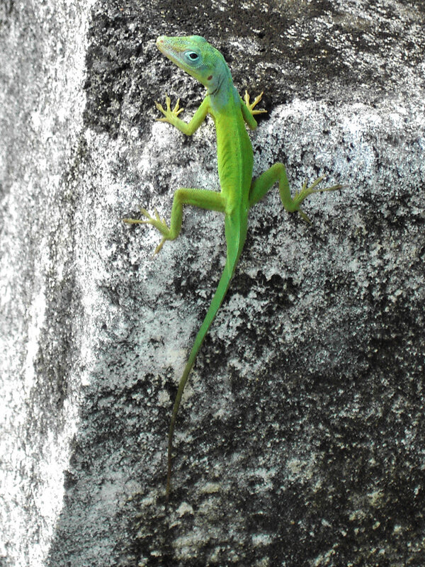 green lizard on rock