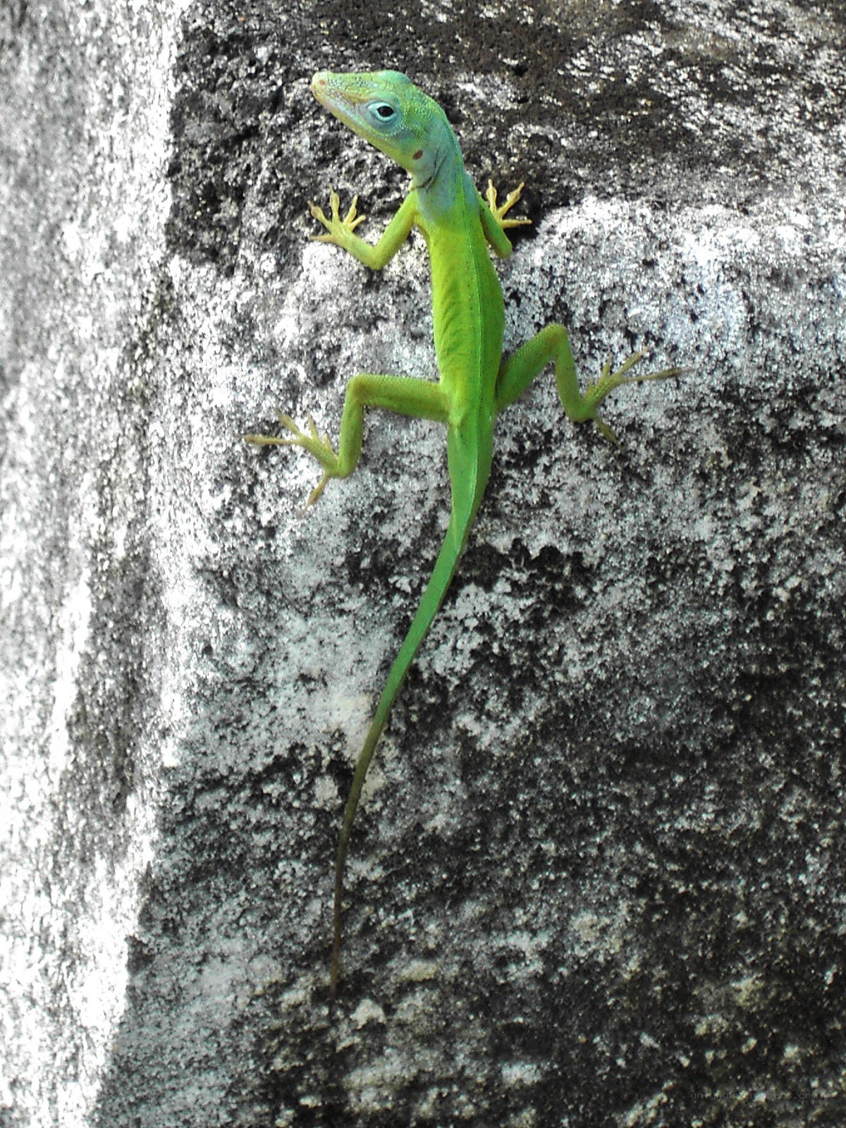 green lizard on rock