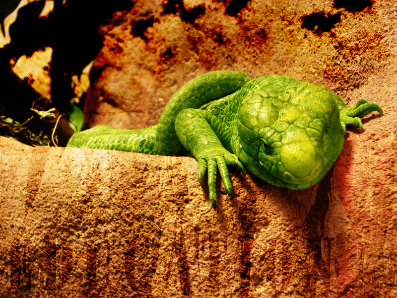 green lizard on rock