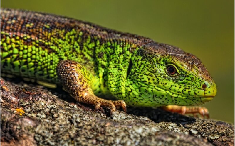 Green Lizard on Rock — Afternoon