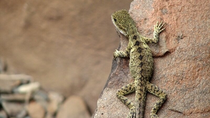 Green Lizard on Rock — Brown, Calm, Photograph