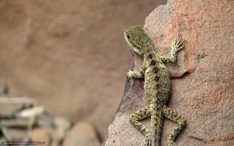 Green Lizard on Rock — Brown, Calm